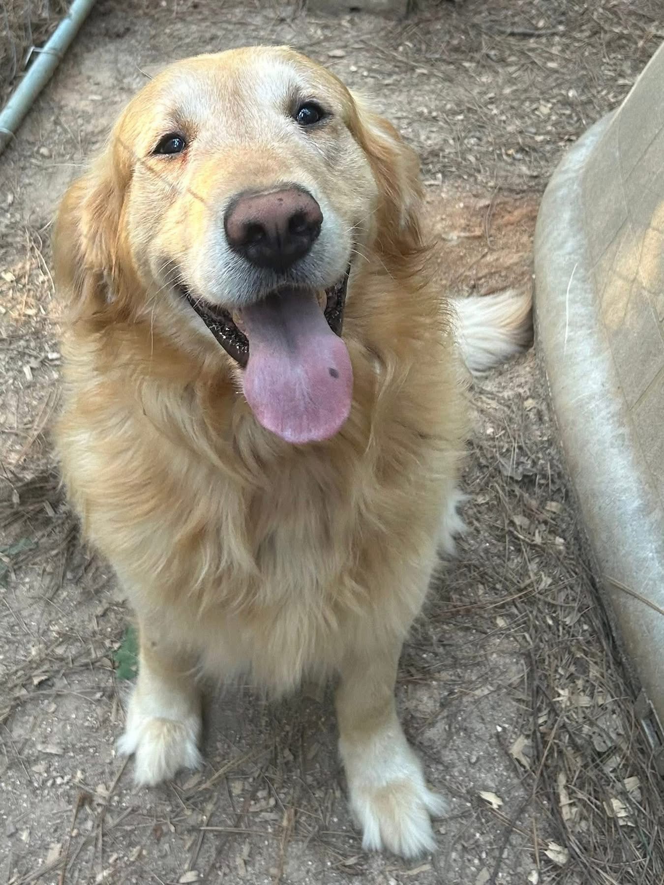 Majestic Golden Retriever